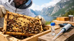 Varroamidd i Norge: slik oppdager du angrep tidlig og redder kuben