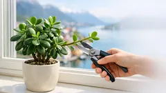 Når bør du beskjære jadeplante i Norge for tettere og mer stabil vekst